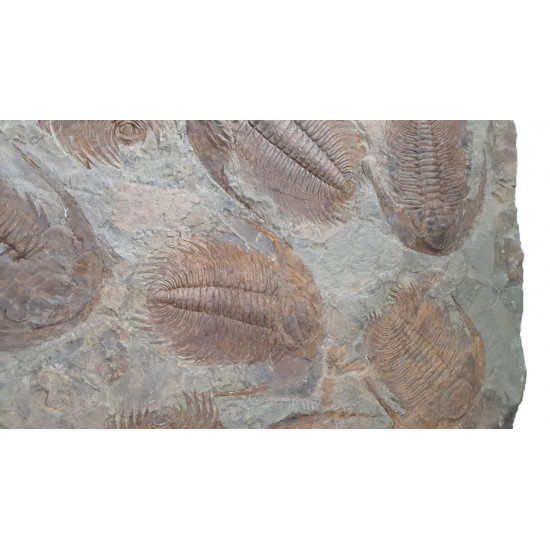 Acadoparadoxides Mureroensis