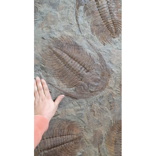 Acadoparadoxides Mureroensis