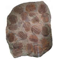 Acadoparadoxides Mureroensis