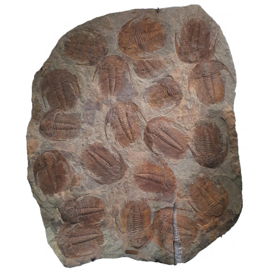 Acadoparadoxides Mureroensis