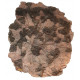 scyphocrinites elegans
