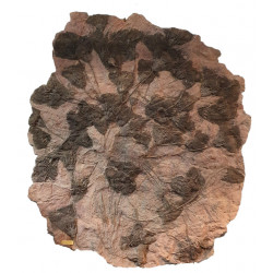 scyphocrinites elegans