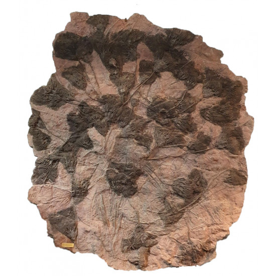 scyphocrinites elegans