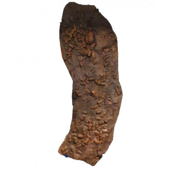 symphysurus sp.