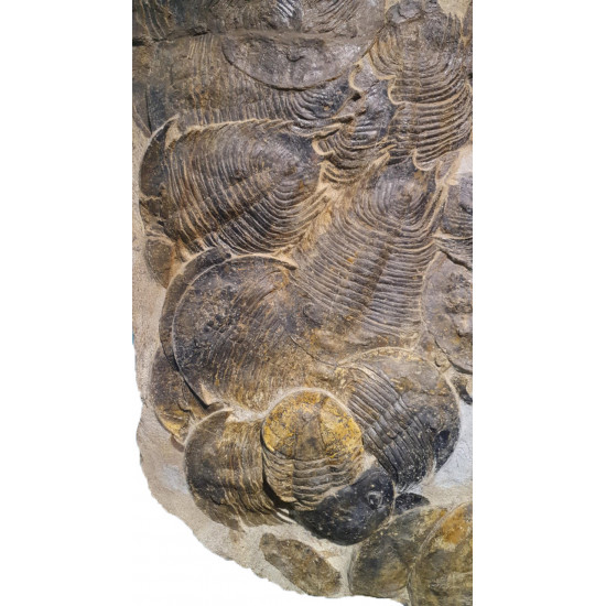 dikelokephalina brenchleyi