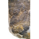 dikelokephalina brenchleyi
