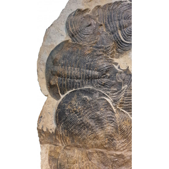 dikelokephalina brenchleyi