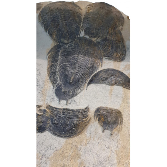 dikelokephalina brenchleyi