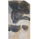 dikelokephalina brenchleyi