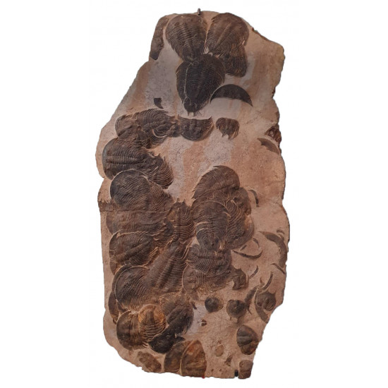 dikelokephalina brenchleyi