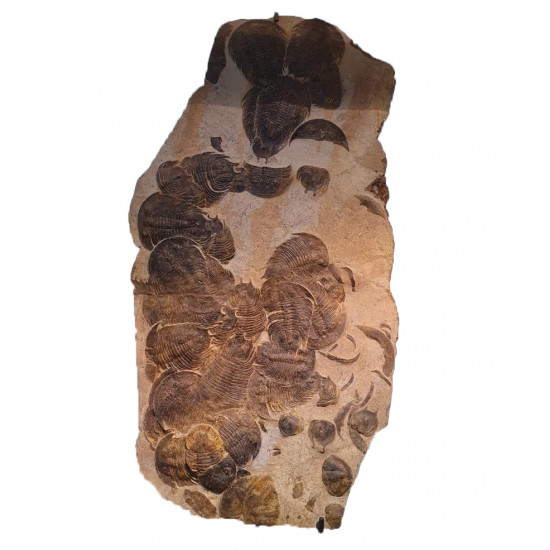 dikelokephalina brenchleyi