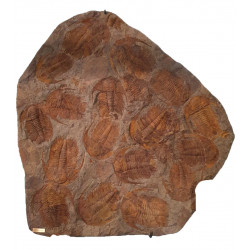 Acadoparadoxides Mureroensis