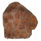 Acadoparadoxides Mureroensis