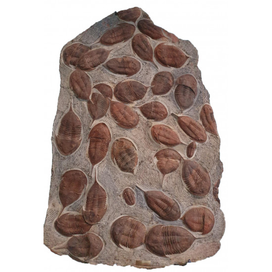 megistaspis filacovi