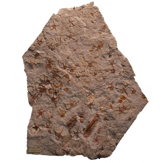 Ophiure protasteridae et placoderme