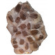 selenopeltis buchii and eudolalites sp.