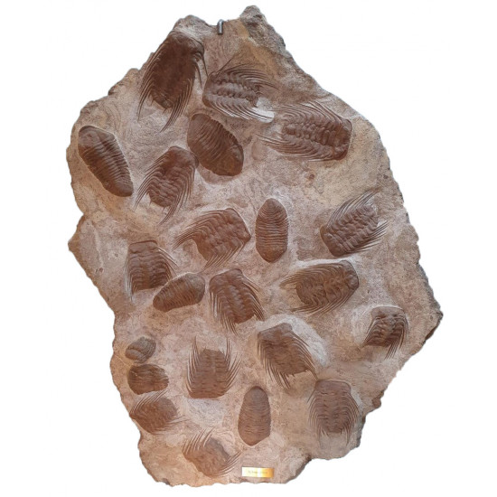 selenopeltis buchii and eudolalites sp.