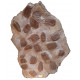 selenopeltis buchii and eudolalites sp.