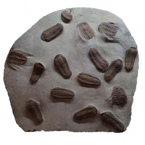 selenopeltis buchii and eudolalites sp.