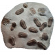 selenopeltis buchii and eudolalites sp.