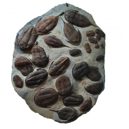 asaphidae and megitaspis filacovi