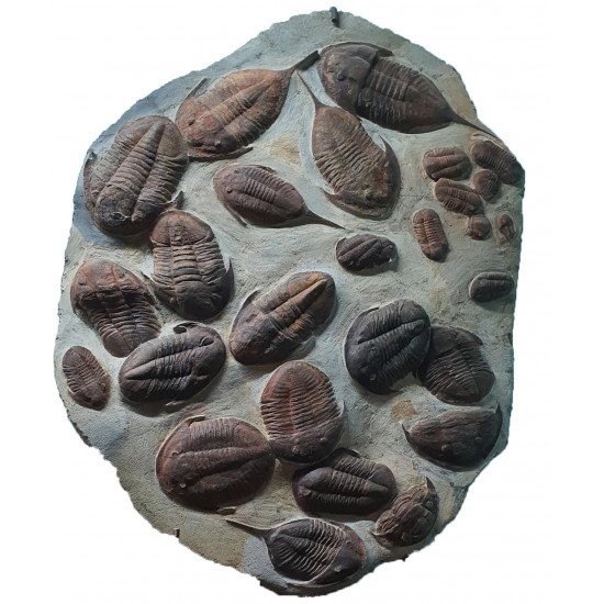asaphidae and megitaspis filacovi