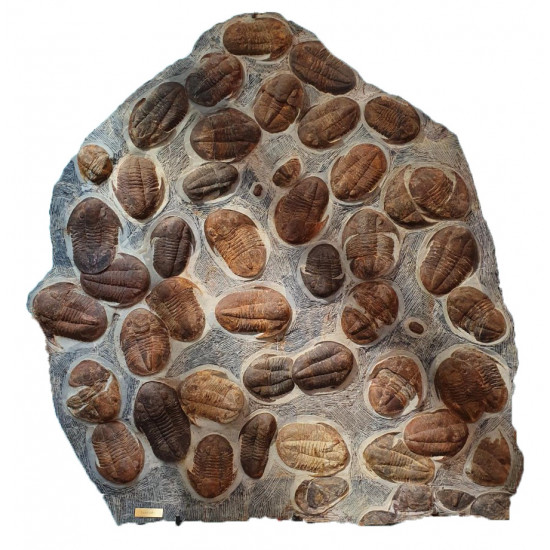Isoteloides sp. 