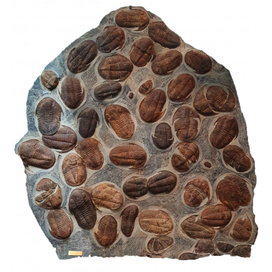 Isoteloides sp. 