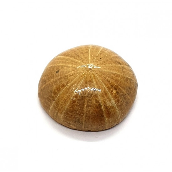 holectypus depressus