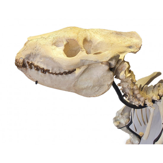 Merycoidodon culbertsoni