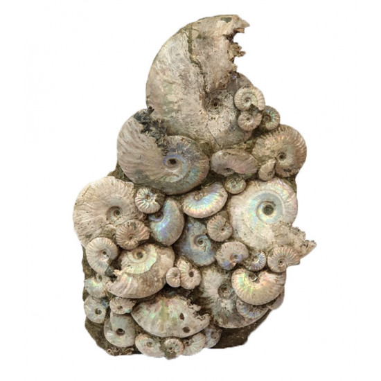 cleoniceras besairei, desmoceras latidorsatum