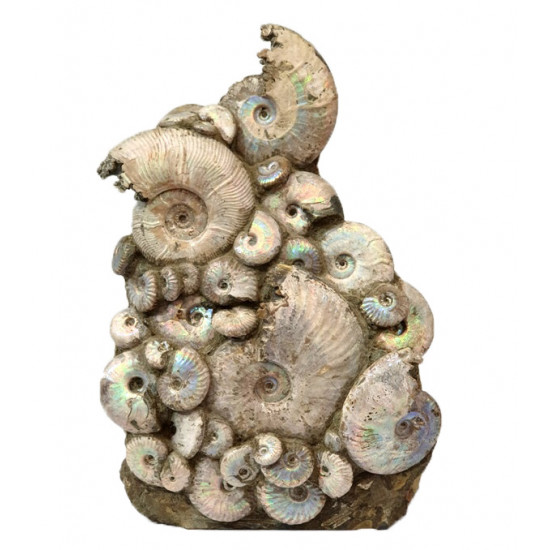 cleoniceras besairei, desmoceras latidorsatum, puzosia quenstedti