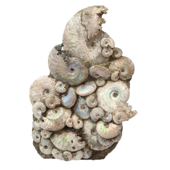cleoniceras besairei, desmoceras latidorsatum