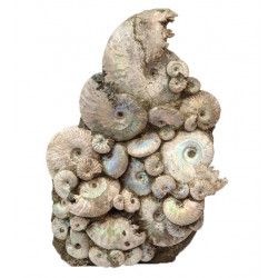 cleoniceras besairei, desmoceras latidorsatum