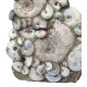 cleoniceras besairei, desmoceras latidorsatum, puzosia quenstedti