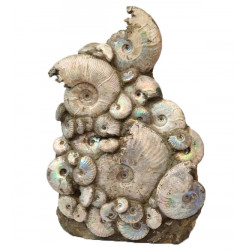 cleoniceras besairei, desmoceras latidorsatum, puzosia quenstedti