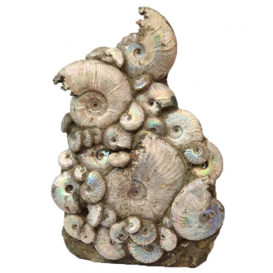 cleoniceras besairei, desmoceras latidorsatum, puzosia quenstedti