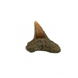 carcharhinus leucas indonésie