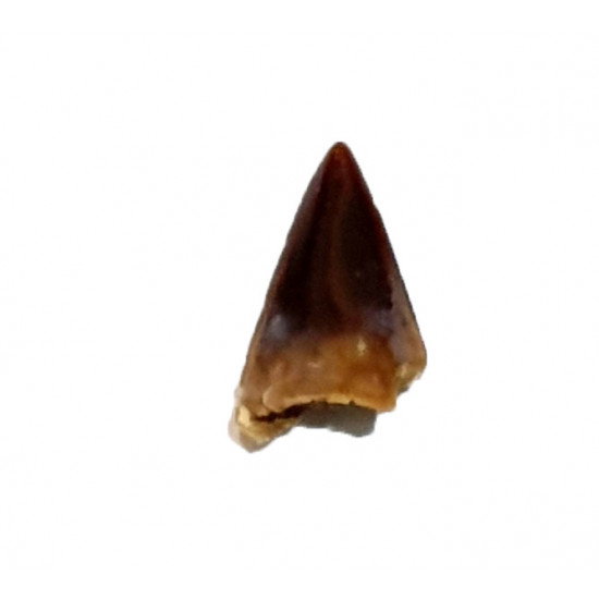 dent de poisson indonésie