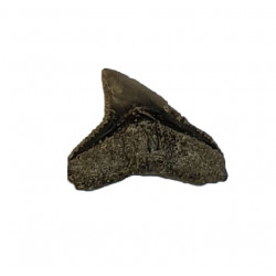 carcharhinus leucas indonésie