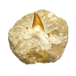 Lamna elegans