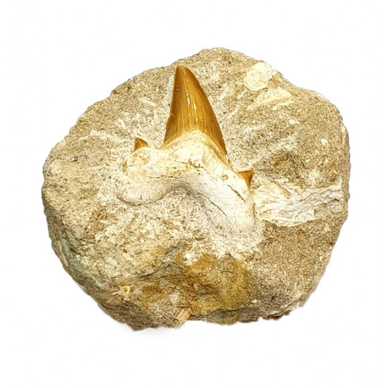 Lamna elegans