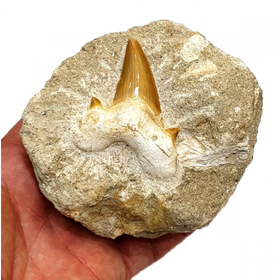 Lamna elegans
