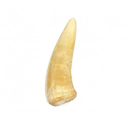 enchodus libycus