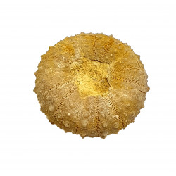 tetragramma variolare