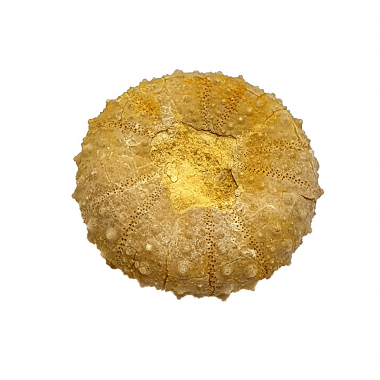 tetragramma variolare