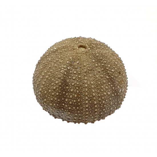 stomechinus multigranularis