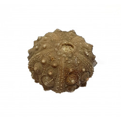 asterocidaris bistriata