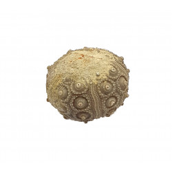 nenoticidaris mercieri