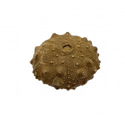 asterocidaris bistriata